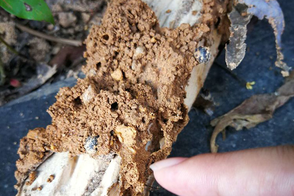 長沙白蟻防治,長沙白蟻防治公司,守護者生物工程