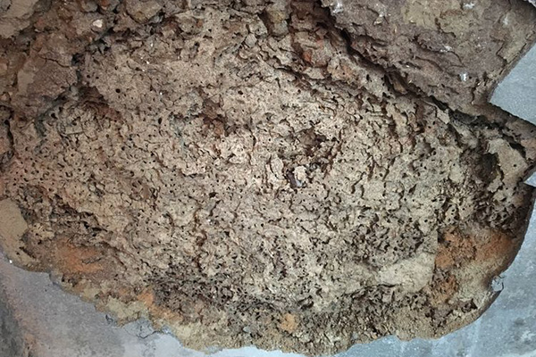 防治白蟻有哪些誤區(qū)，了解清楚才能更好的消滅它們