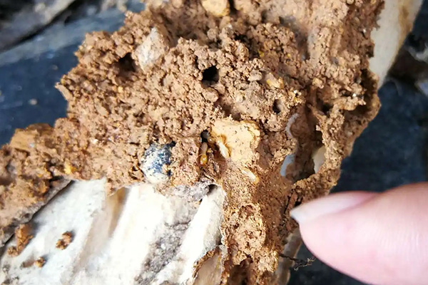 白蟻危害大、難消滅，家里出現白蟻該怎么辦？
