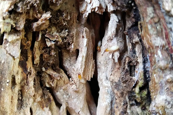 長沙白蟻防治,長沙滅白蟻,白蟻防治公司,守護者生物工程