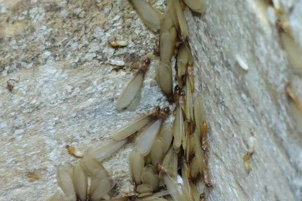 又是白蟻分飛季，怎樣防治白蟻效果最好？