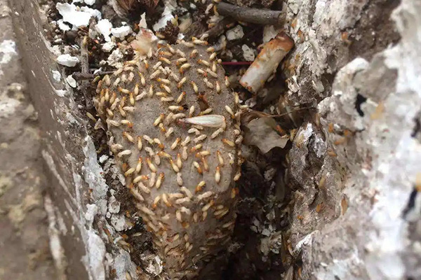 白蟻防治刻不容緩，防治白蟻快速有效的幾個方法