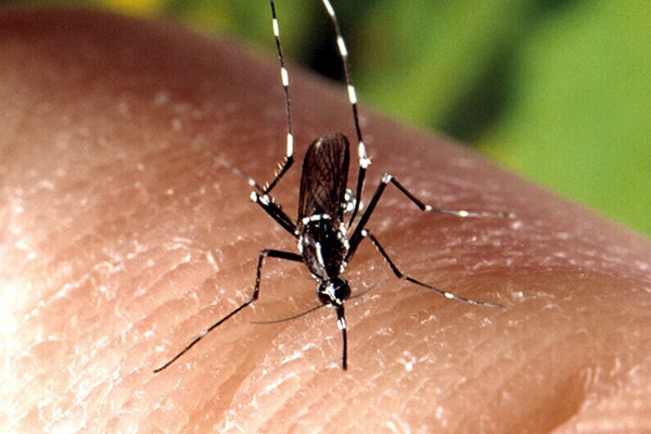 蚊蟲防治,長沙滅蚊公司,長沙蚊蟲防治,守護(hù)者生物工程