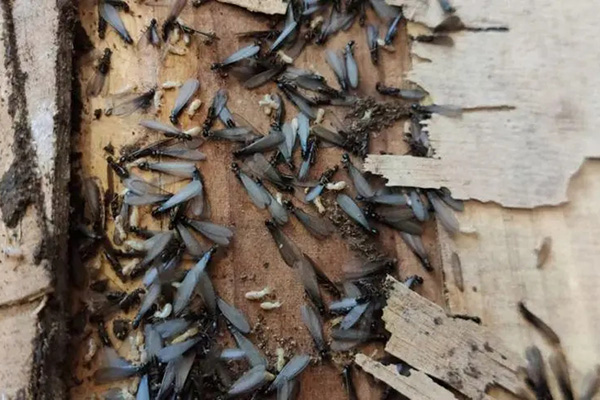 雨后飛白蟻為何大量出現？教你如何防止飛白蟻入侵家園！