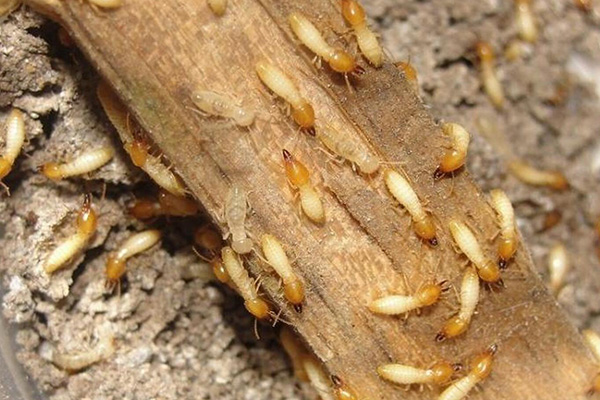 長沙白蟻防治,長沙滅白蟻,白蟻防治加盟,守護(hù)者生物工程