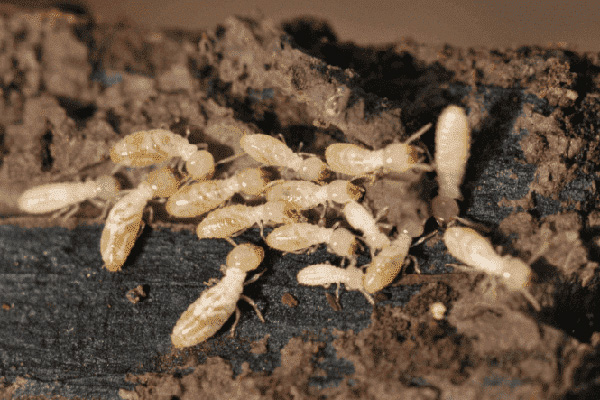 長沙白蟻防治,長沙滅白蟻,白蟻防治加盟,守護(hù)者生物工程
