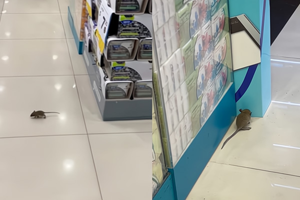 老鼠防治,長沙滅鼠公司,長沙老鼠防治,超市滅老鼠,守護者生物工程