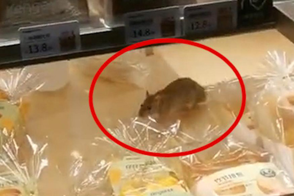 食品店出現(xiàn)老鼠，如何快速定位并消滅？防治要點(diǎn)大公開！