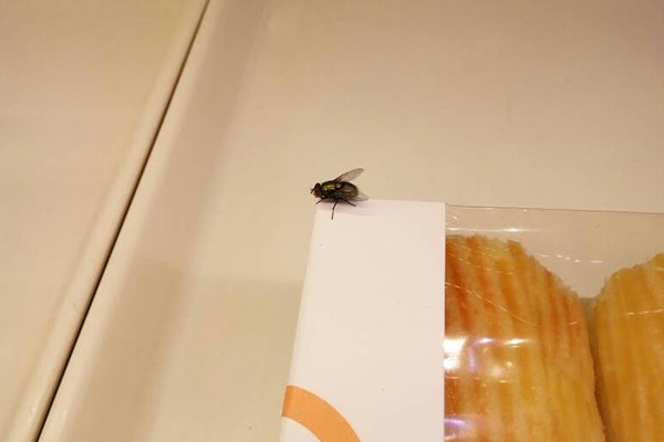 蒼蠅對飯店有何危害？高效滅蠅技巧大放送！