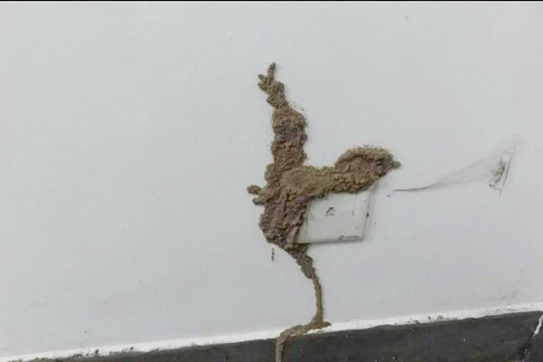 如何識別家中白蟻蹤跡？防治技巧大放送！