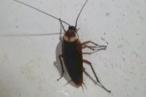 夏季蟑螂活動猖獗，怎樣才能消滅它們？